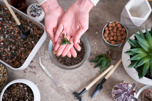 Woman planting Succulent haworthia Plant at home.