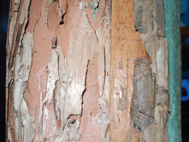 istock Wood that has begun to rot 1639095685