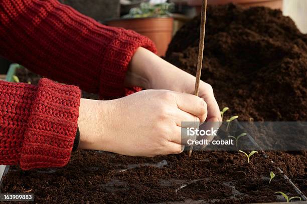 Separazione Piantine Di Pomodoro E Offrendo Loro Spazi Separati - Fotografie stock e altre immagini di Agricoltura