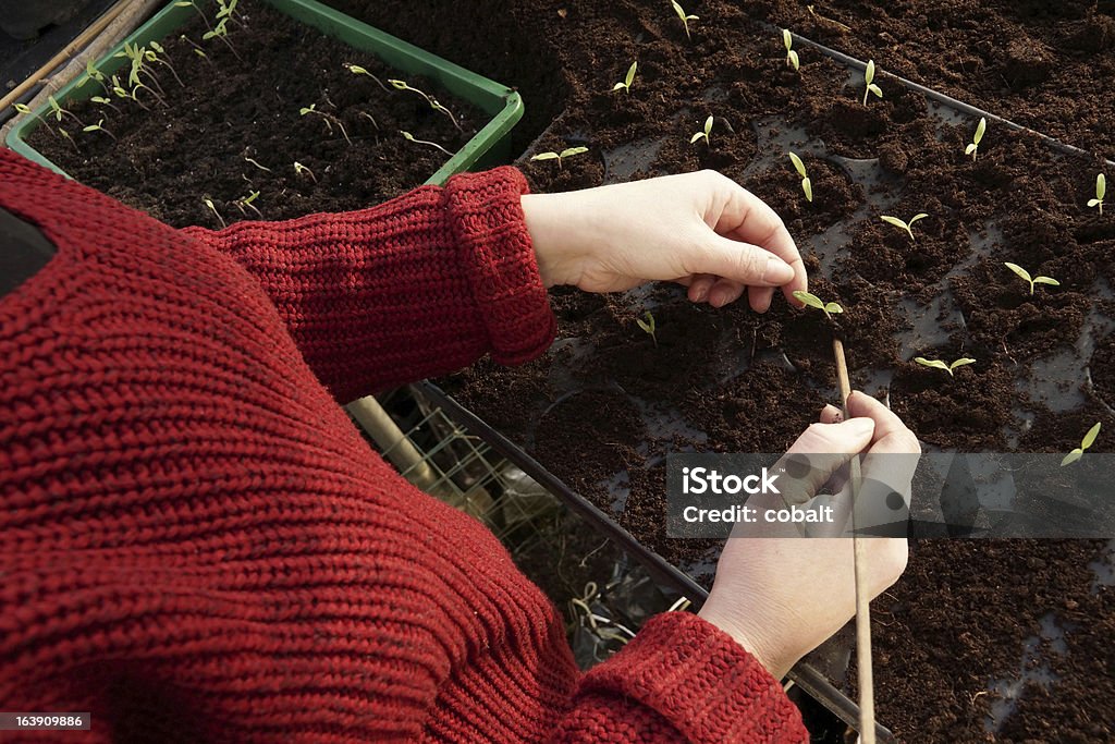 Separazione piantine di pomodoro in serra - Foto stock royalty-free di Agricoltura