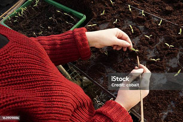 Separazione Piantine Di Pomodoro In Serra - Fotografie stock e altre immagini di Agricoltura - Agricoltura, Biologia, Cibo biologico