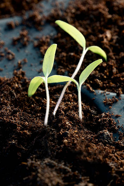 istock Tomato seedlings in a greenhouse 163909890