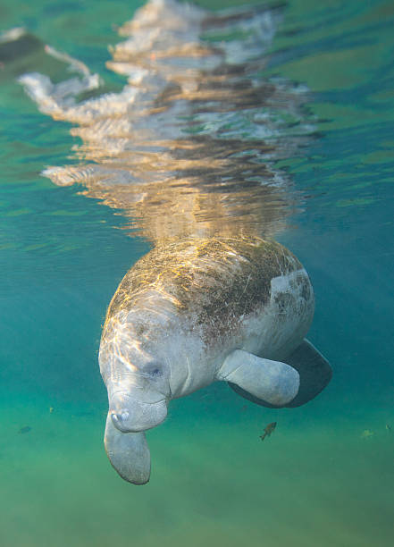 istock Manatee Greeting - Fanning Springs 163910188