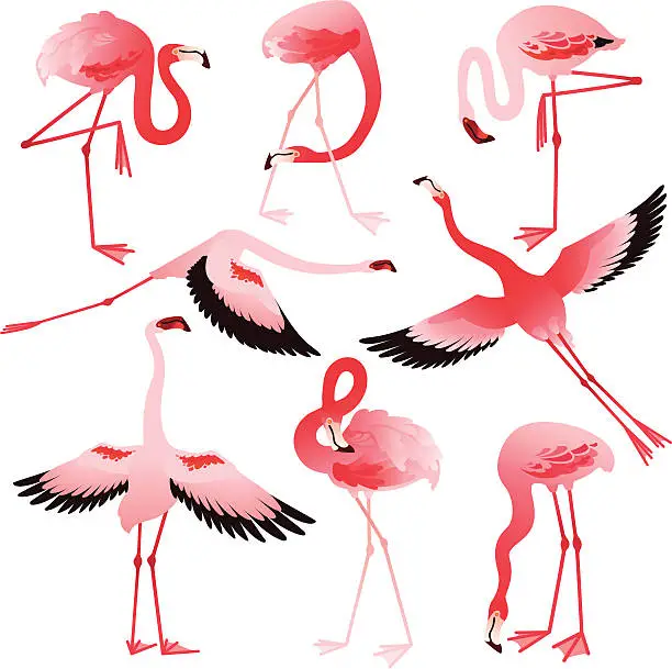 Vector illustration of Pink Flamingos