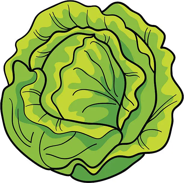 Vector illustration of cabbage