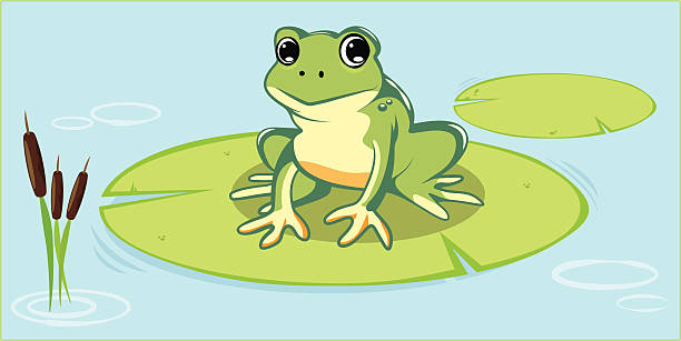 Frog vector art illustration