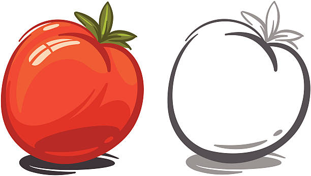 Tomato vector art illustration