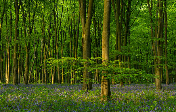 Evening Sunlight in a Bluebell Wood stock photo