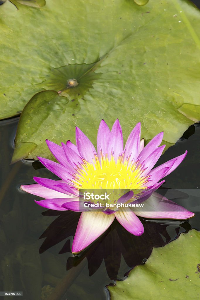 pink lotus Pink lotus in the pool during the day. Blue Stock Photo