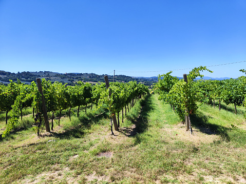 Sagrantino grape vineyards around the town of Montefalco, Umbria