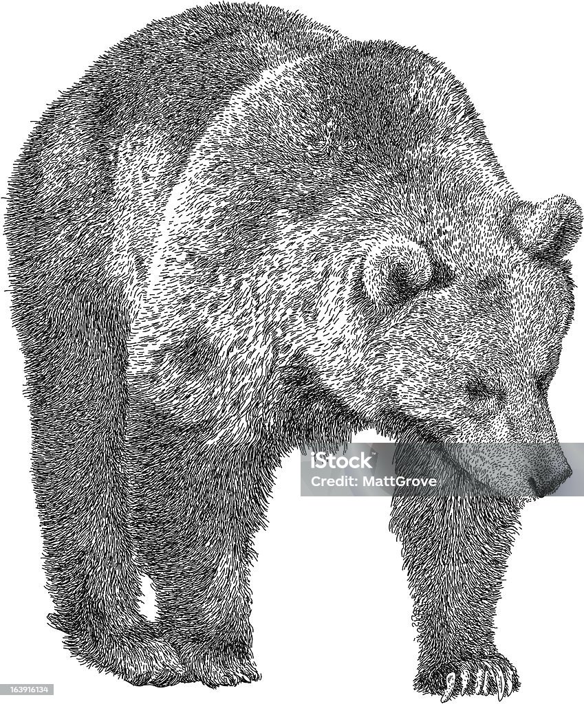 Être à l'affût des ours - clipart vectoriel de Ours libre de droits