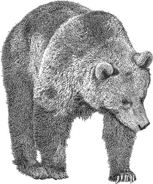 Vector illustration of Prowling Bear