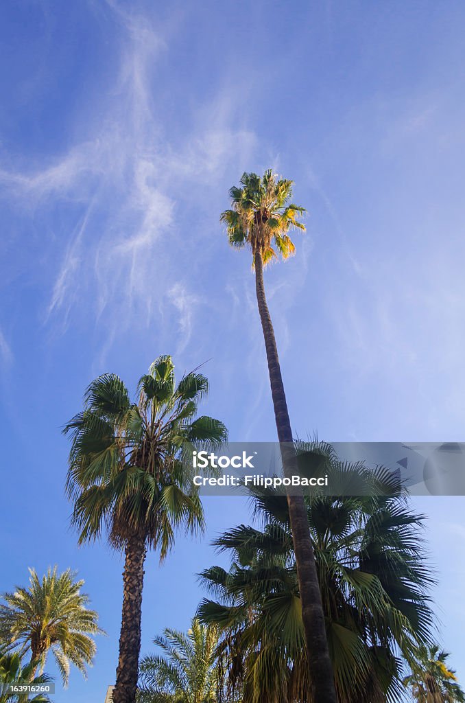 Palm tree y cielo azul - Foto de stock de Aire libre libre de derechos