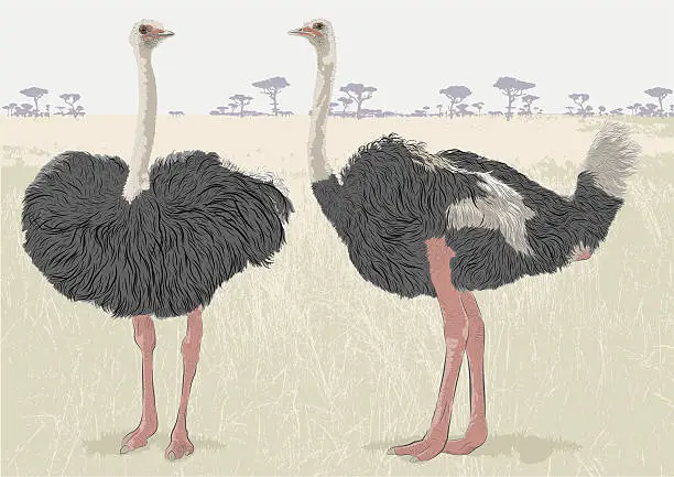 Vector illustration of Ostrich Conversation