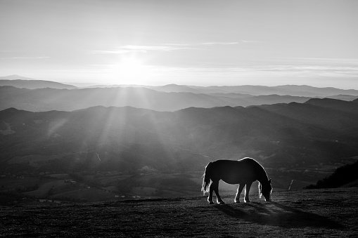 Horse pasturing on top of a mountain at sunset, with long shadows.