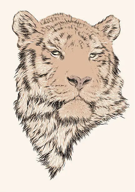 Vector illustration of Tiger