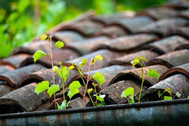 Vine Growing Out of Roof Gutter stock photo