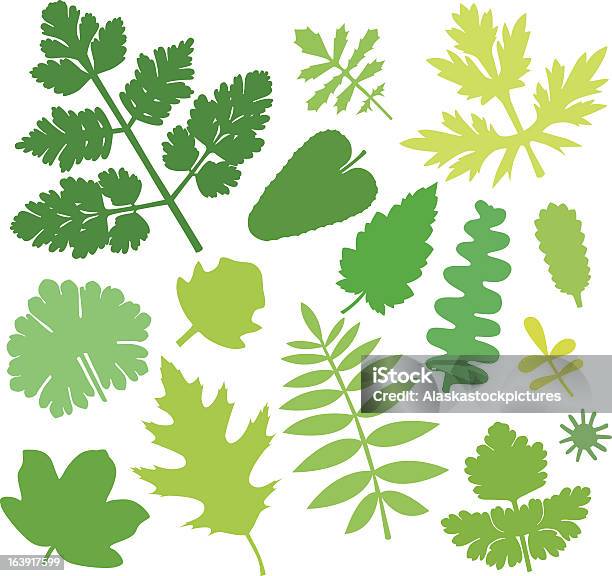 Più Verde Leafs Ix - Immagini vettoriali stock e altre immagini di Cerfoglio - Cerfoglio, Biologia, Cibo biologico