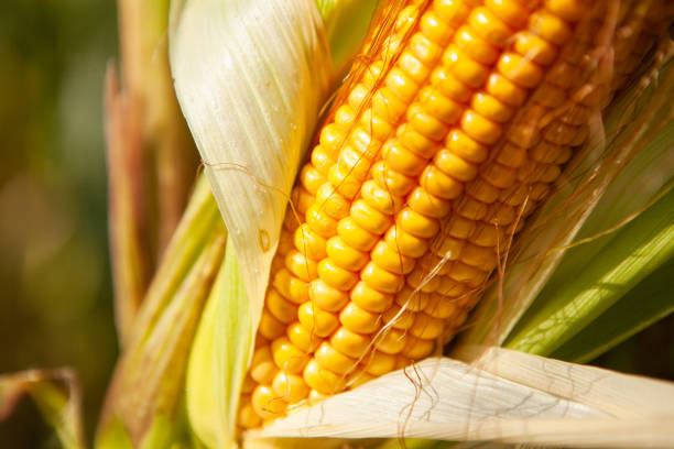 istock Corn, close-up of corn kernels on the cob, on the field. 1639179769