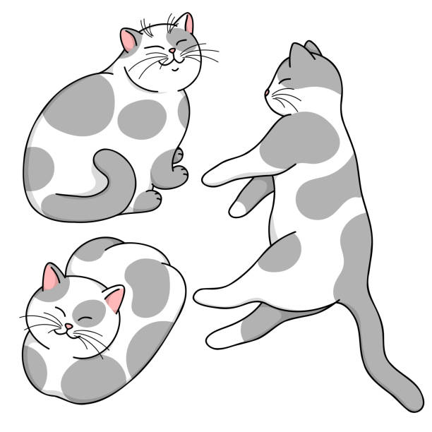 ilustrações, clipart, desenhos animados e ícones de bonito desenhos animados branco e cinza sorrindo gatos em diferentes poses. conjunto do gato do vetor isolado no fundo branco - silhouette animal black domestic cat