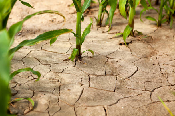 istock Corn field during drought, hot weather, cracked ground, dry soil. 1639179778