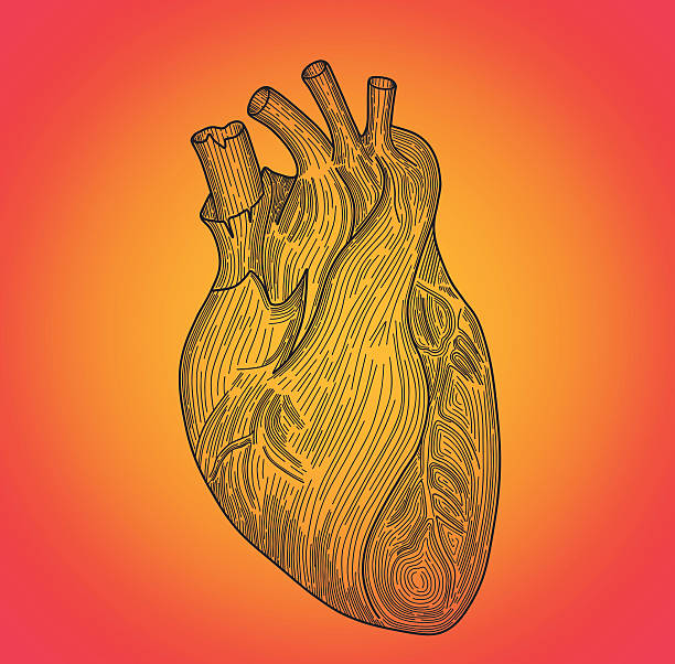 heart vector art illustration