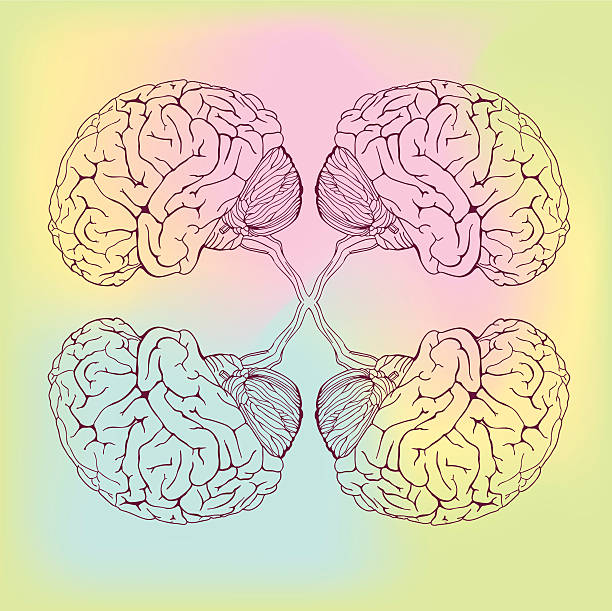 brains vector art illustration