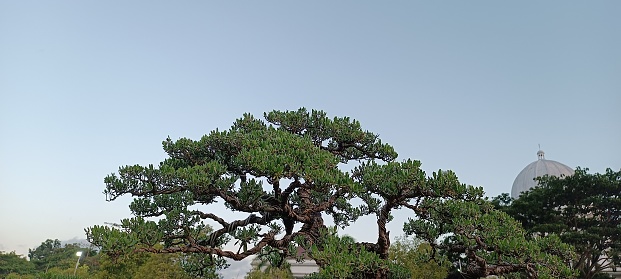 The bonsai give colour of the garden