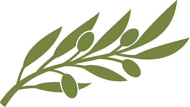 olive branch vector art illustration