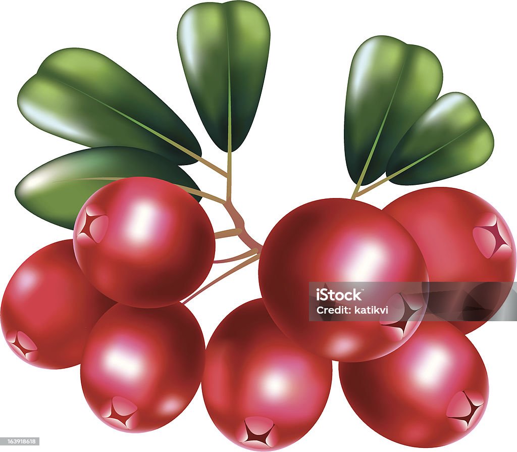 Frische cranberry mit branch - Lizenzfrei Ast - Pflanzenbestandteil Vektorgrafik