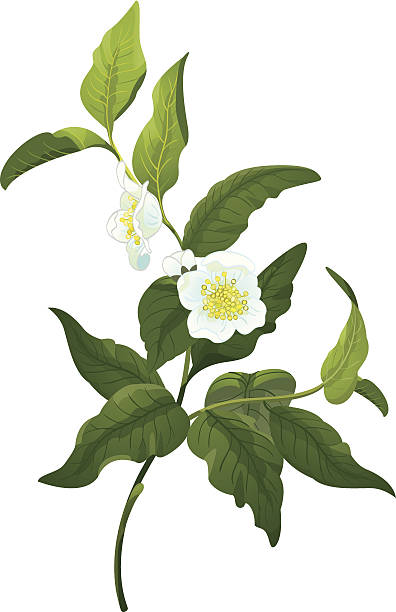 Branch of tea Branch of tea (Camellia sinensis) with flowers. This is an EPS 10 file with transparency. camellia plant stock illustrations