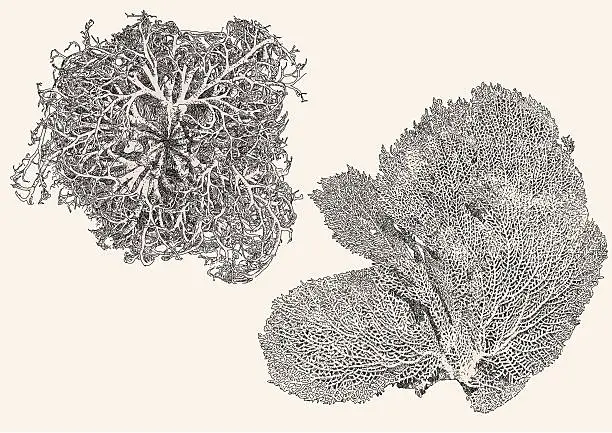 Vector illustration of Coral