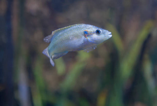 istock Cuckoo wrasse or labrus mixtus 1639196639