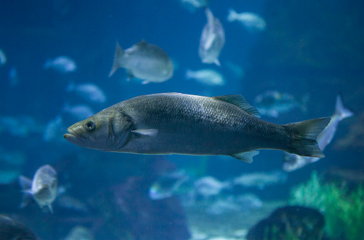 European seabass or dicentrarchus labrax swimming alone