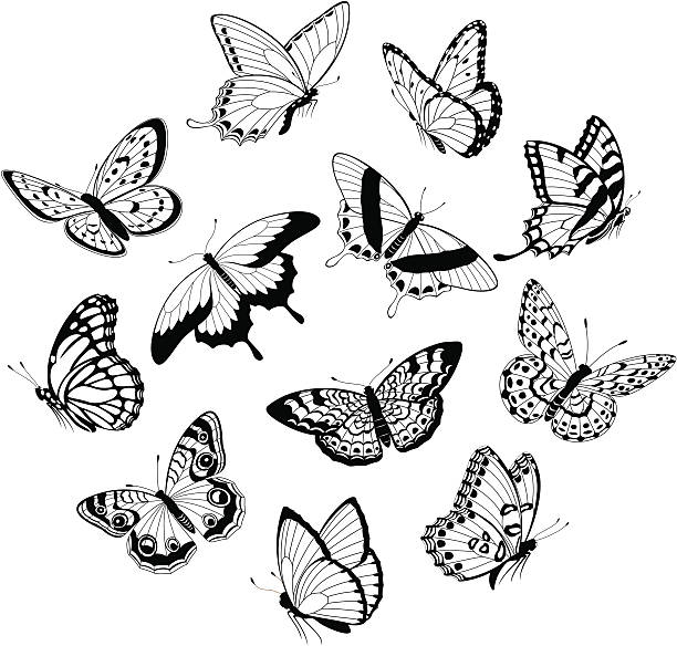 5,748 Black And White Butterfly Stock Photos, Pictures & Royalty-Free  Images - iStock