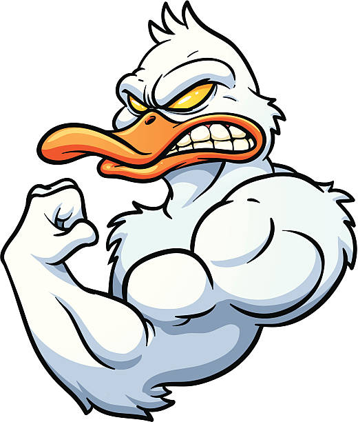Strong duck Strong cartoon duck mascot. Vector illustration with simple gradients. All in a single layer. animal muscle stock illustrations