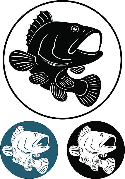 ilustrações, clipart, desenhos animados e ícones de garoupa de peixe - black bass illustrations