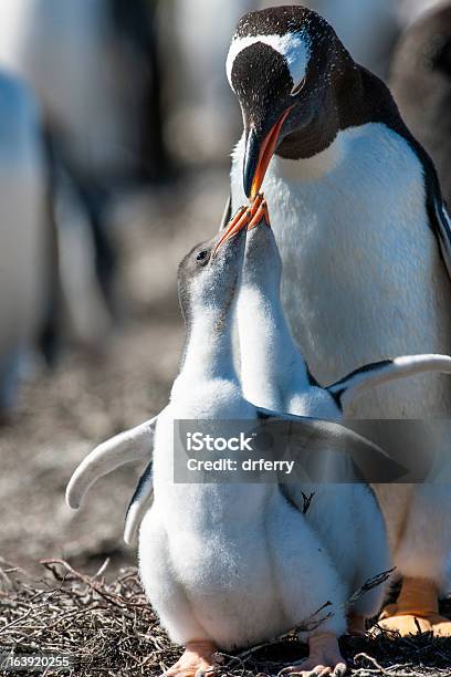 Photo libre de droit de Deux Réclamer Manchot Papou Chicks banque d'images et plus d'images libres de droit de Antarctique - Antarctique, Colonie d'animaux, Faune