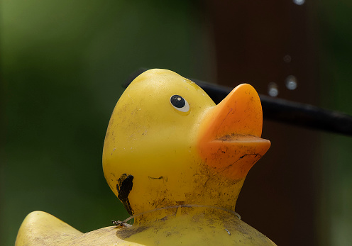 A little rubber ducky on the bird bath