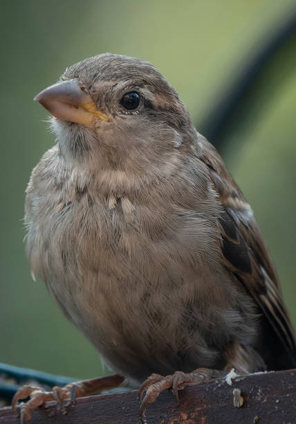 istock A little Sparrow on the bird feeder 1639206586