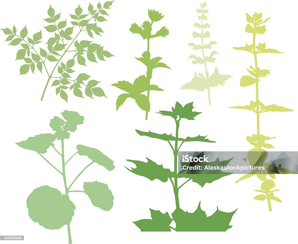 Plantas verdes XIX - Vetor de Abobrinha royalty-free