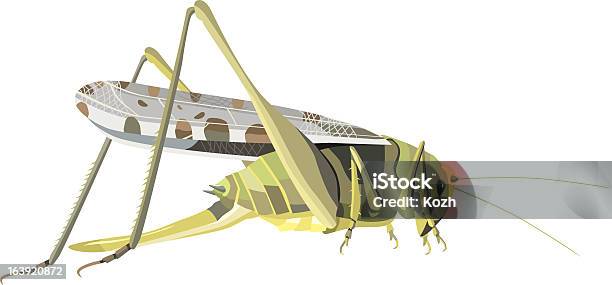 Locusta - Immagini vettoriali stock e altre immagini di Locusta - Locusta, Ala di animale, Animale