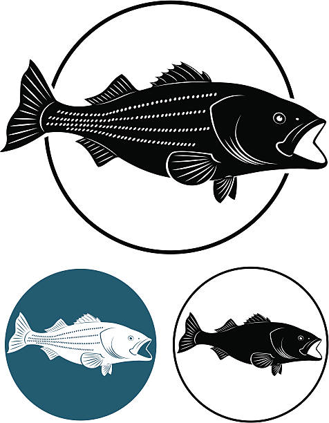 gestreifter bass - rockfish stock-grafiken, -clipart, -cartoons und -symbole