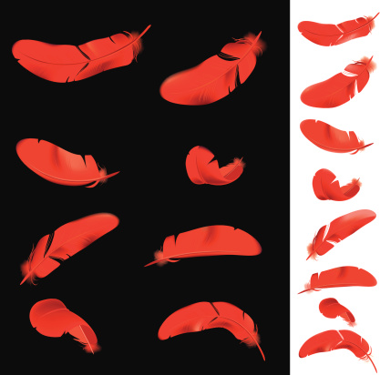 The vector illustration of several red feathers in different positions.