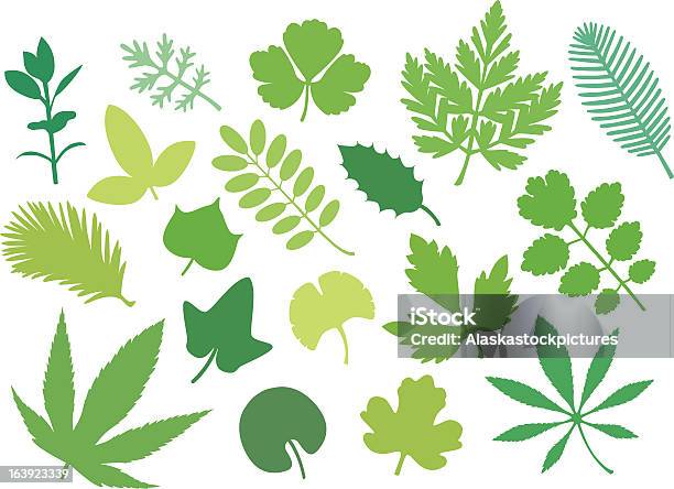 Ilustración de Más Verde Leafs Vi y más Vectores Libres de Derechos de Ilustración - Ilustración, Orgánico, Acebo