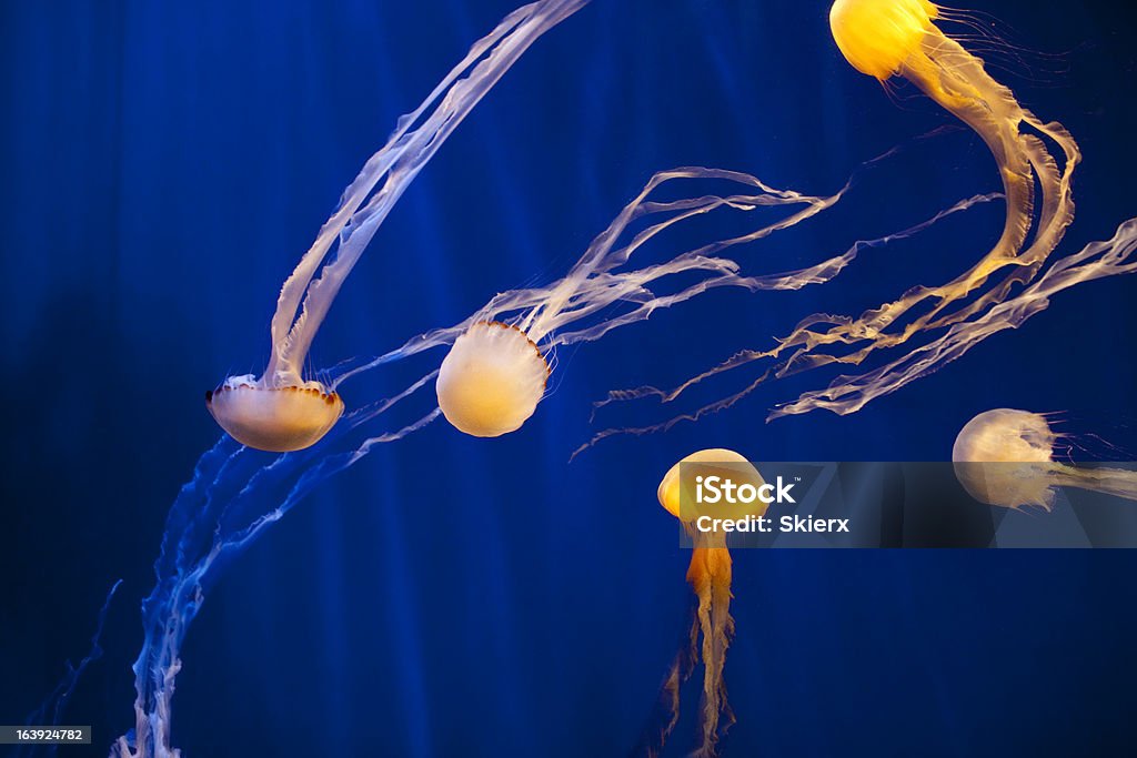 Quallen Schwimmen in einem Blue Fish Tank-Top - Lizenzfrei Aquarium - Haustierbedarf Stock-Foto