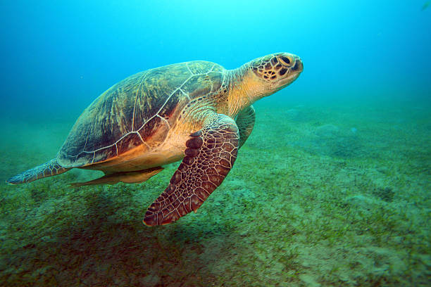 istock Green Sea Turtles 163924812