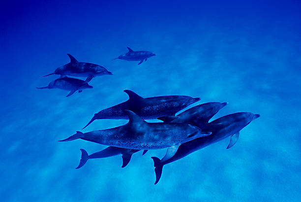 escuela de delfines en la piscina de las islas bahamas - west end fotografías e imágenes de stock