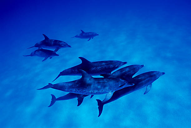 стая дельфинов плавание в багамские острова - dolphin porpoise mammal sea стоковые фото и изображения