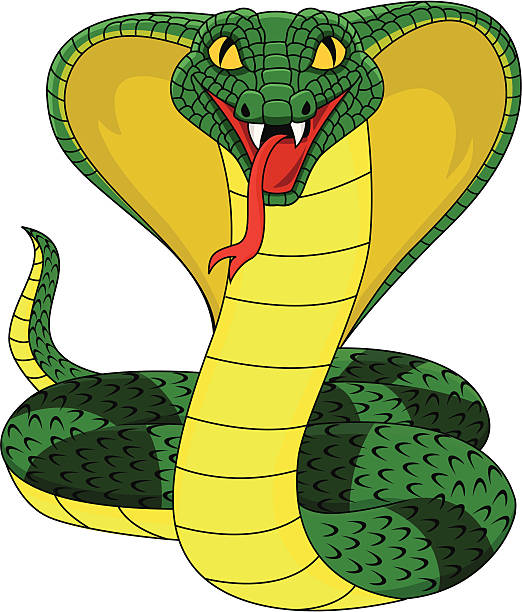 King cobra Vector illustration of king cobra ophiophagus hannah stock illustrations